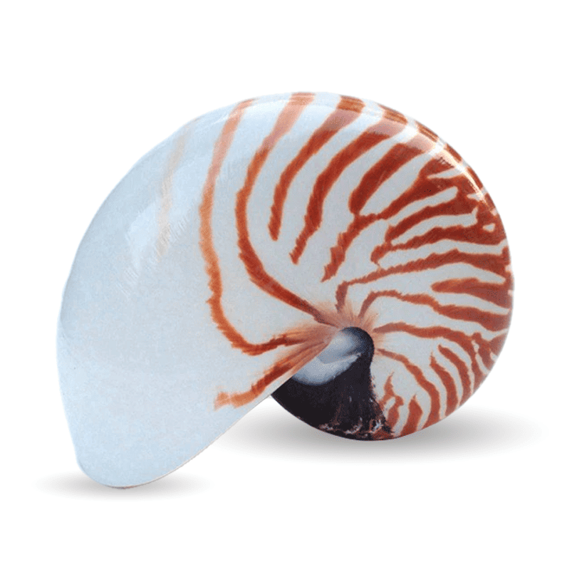 Deniz Kabuğu Süsleri Nautilus