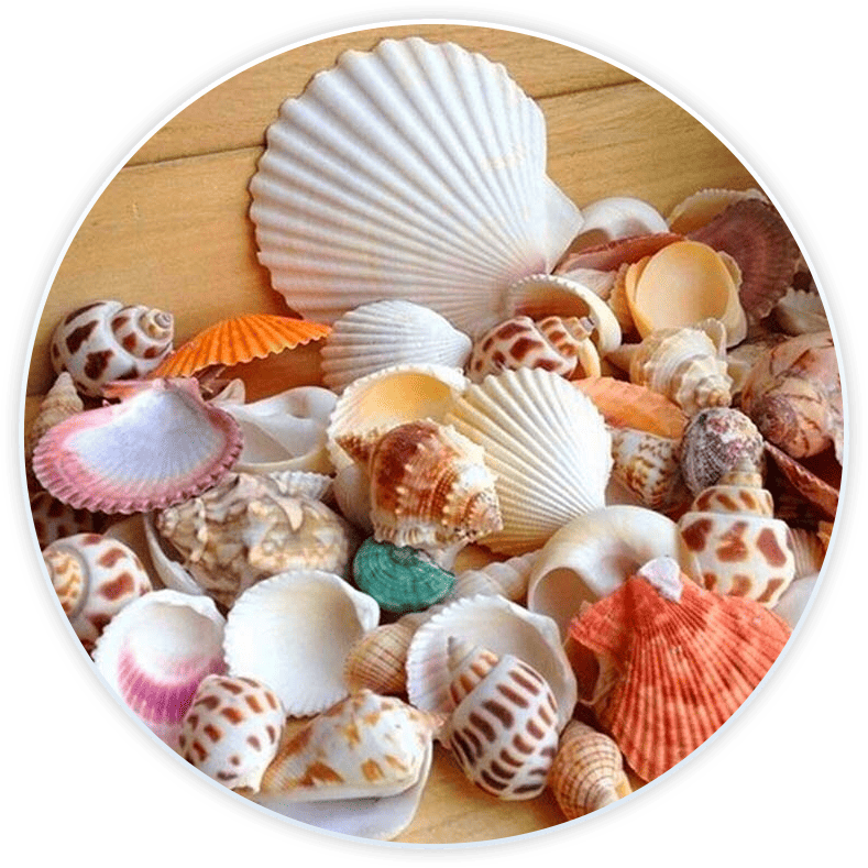 Dekorasyon Ve Kendin Yap Için Deniz Kabuğu Seti (100G Süsleri)