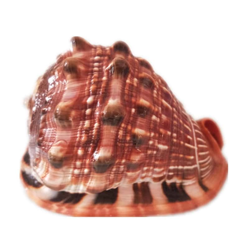 Deniz Kabuğu Süsleri Kask Deniz Kabuğu